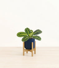 Lade das Bild in den Galerie-Viewer, Twilight Blue stand:bamboo