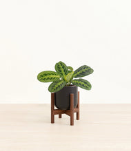 Lade das Bild in den Galerie-Viewer, Stone Black stand:walnut
