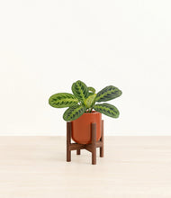 Lade das Bild in den Galerie-Viewer, Glossy Red stand:walnut