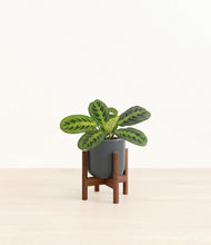 Lade das Bild in den Galerie-Viewer, Iron Gray stand:walnut