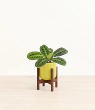 Lade das Bild in den Galerie-Viewer, Key Lime Yellow stand:walnut