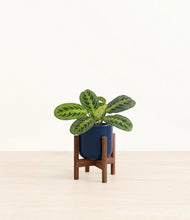 Lade das Bild in den Galerie-Viewer, Twilight Blue stand:walnut