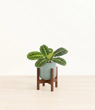 Lade das Bild in den Galerie-Viewer, Reactive Aqua stand:walnut