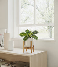 Lade das Bild in den Galerie-Viewer, Cotton White stand:walnut