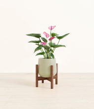 Lade das Bild in den Galerie-Viewer, Turquoise stand:walnut