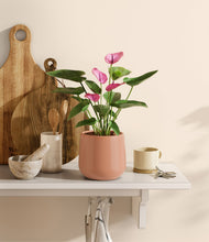 Lade das Bild in den Galerie-Viewer, Calm Rose