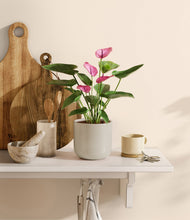 Lade das Bild in den Galerie-Viewer, Cotton White