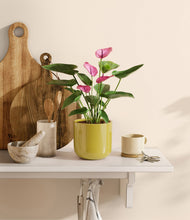 Lade das Bild in den Galerie-Viewer, Key Lime Yellow
