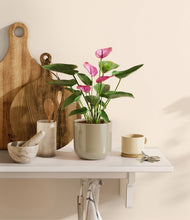 Lade das Bild in den Galerie-Viewer, Sage Green