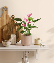 Lade das Bild in den Galerie-Viewer, Sandy Pink