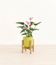 Lade das Bild in den Galerie-Viewer, Key Lime Yellow stand:bamboo