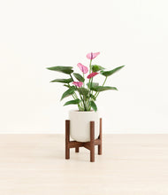 Lade das Bild in den Galerie-Viewer, Cotton White stand:walnut