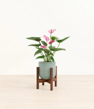 Lade das Bild in den Galerie-Viewer, Reactive Aqua stand:walnut