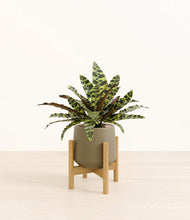 Load image into Gallery viewer, Olive stand:bamboo