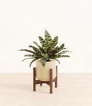 Load image into Gallery viewer, Almond Green stand:walnut