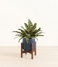 Load image into Gallery viewer, Deep Navy stand:walnut