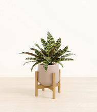 Load image into Gallery viewer, Eternal Gray stand:bamboo