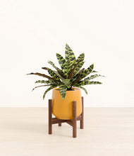 Load image into Gallery viewer, Mustard stand:walnut