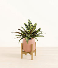 Load image into Gallery viewer, Calm Rose stand:bamboo