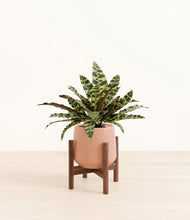 Load image into Gallery viewer, Calm Rose stand:walnut