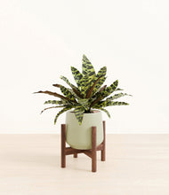 Load image into Gallery viewer, Turquoise stand:walnut