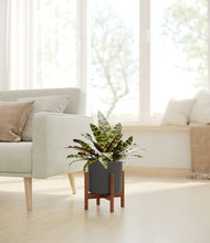 Load image into Gallery viewer, Dark Olive stand:walnut