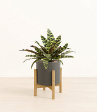 Load image into Gallery viewer, Dark Olive stand:bamboo