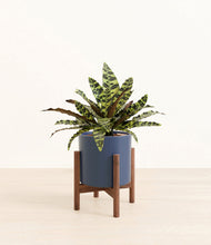 Load image into Gallery viewer, Deep Navy stand:walnut