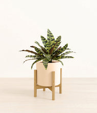 Load image into Gallery viewer, Cream stand:bamboo