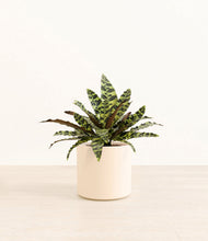 Load image into Gallery viewer, Cream*****Profile