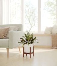 Load image into Gallery viewer, White stand:walnut