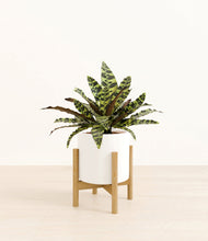 Load image into Gallery viewer, White stand:bamboo