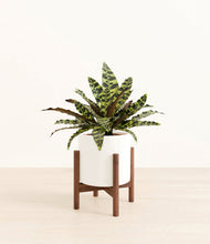 Load image into Gallery viewer, White stand:walnut