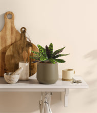 Load image into Gallery viewer, Olive