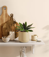 Load image into Gallery viewer, Almond Green