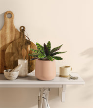 Load image into Gallery viewer, Gentle Pink