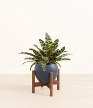 Load image into Gallery viewer, Deep Navy stand:walnut