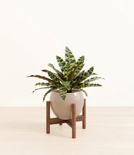 Load image into Gallery viewer, Desert Brown stand:walnut