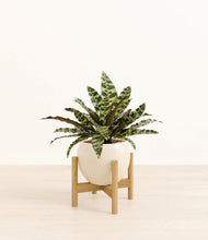 Load image into Gallery viewer, Shiny EggWhite stand:bamboo