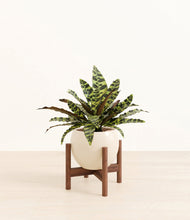 Load image into Gallery viewer, Shiny EggWhite stand:walnut