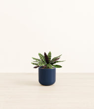 Load image into Gallery viewer, Twilight Blue*****Profile