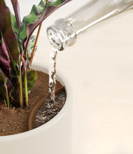 Load image into Gallery viewer, Cotton White stand:all