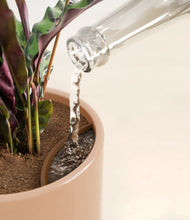 Load image into Gallery viewer, Glossy Pink stand:all