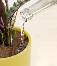 Load image into Gallery viewer, Key Lime Yellow stand:all