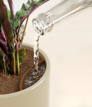 Load image into Gallery viewer, Sage Green stand:all