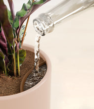 Load image into Gallery viewer, Sandy Pink stand:all