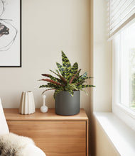 Load image into Gallery viewer, Dark Olive