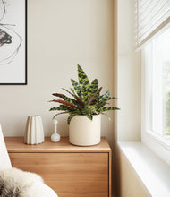 Load image into Gallery viewer, Cream