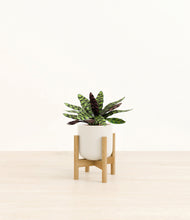 Load image into Gallery viewer, Cotton White stand:bamboo