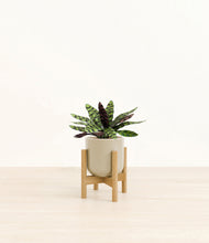Load image into Gallery viewer, Sage Green stand:bamboo